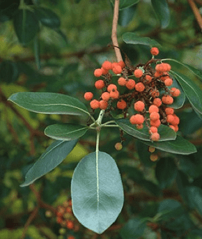 Pacific madrone
