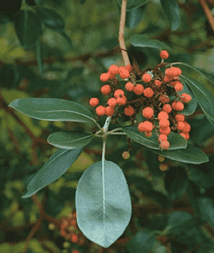 Pacific madrone(Arbutus menziesii)