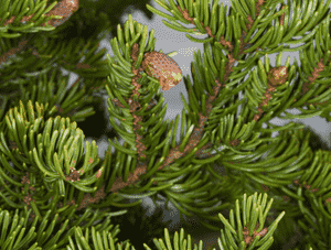 Balsam fir(Abies balsamea)