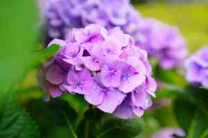 Bigleaf hydrangea(Hydrangea macrophylla)