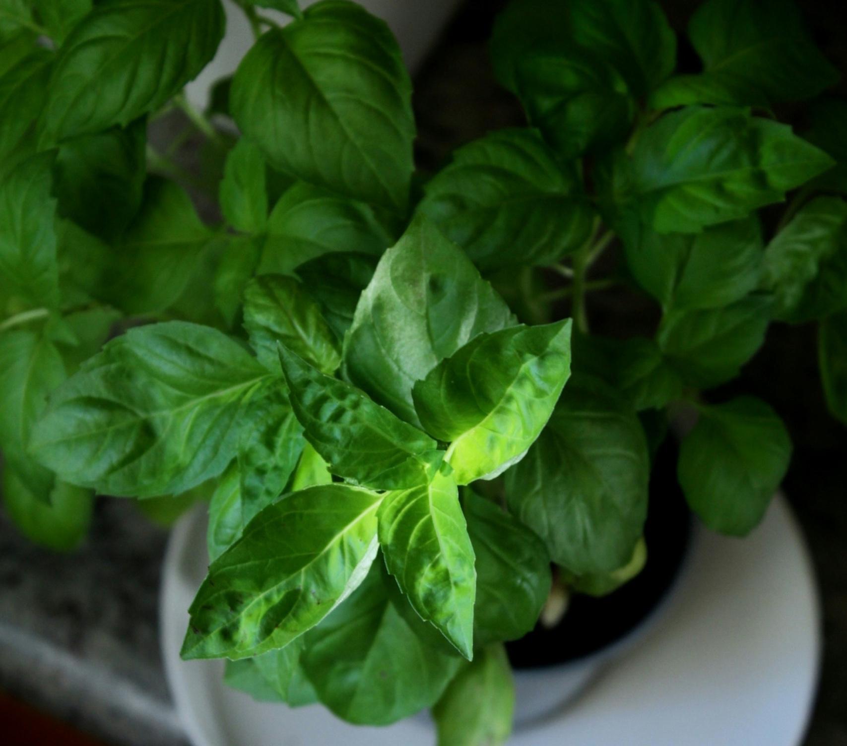 Ideal Temperature for Sweet basil: Complete Guide | ForwardPlant