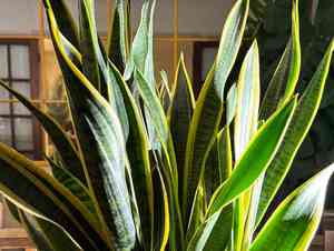 Dracaena hyacinthoides(Dracaena hyacinthoides)
