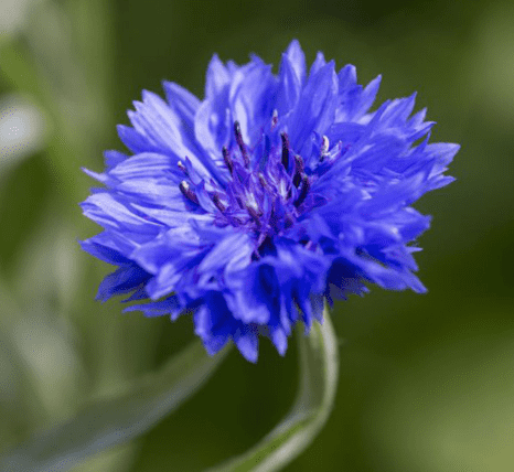 Cornflower(Centaurea cyanus)