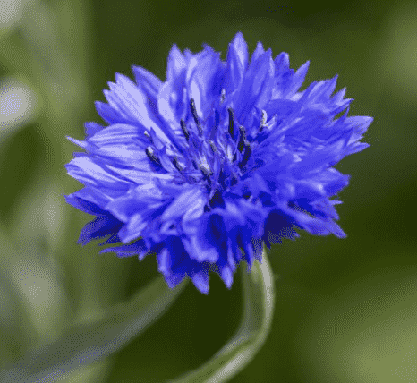 Cornflower(Centaurea cyanus)