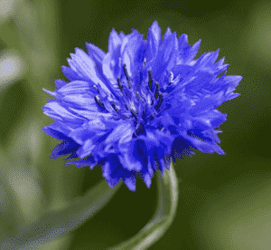 Cornflower(Centaurea cyanus)