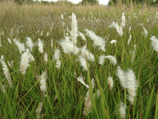 Cogongrass