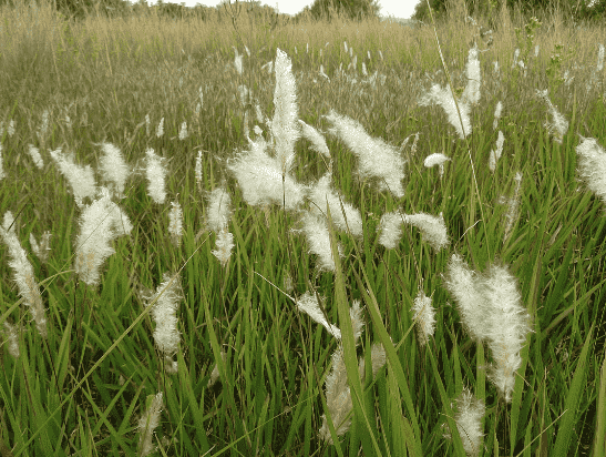 Cogongrass
