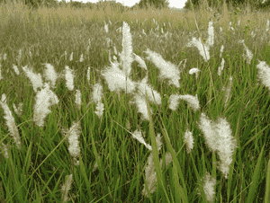 Cogongrass(Imperata cylindrica)
