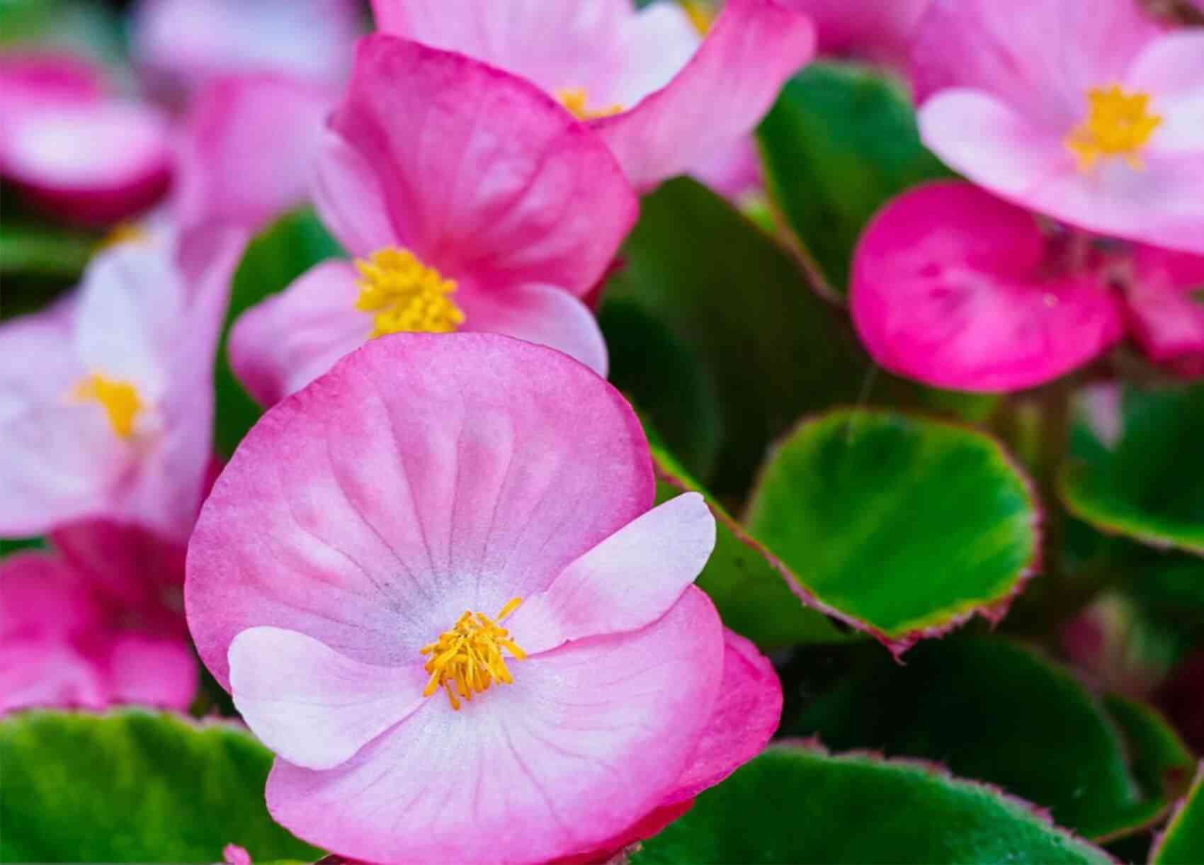 Hardy begonia(Begonia grandis)