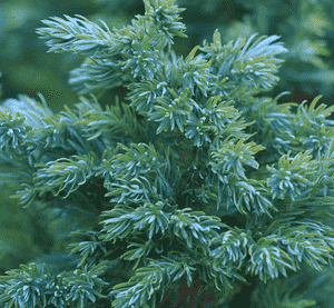 Flaky juniper(Juniperus squamata)