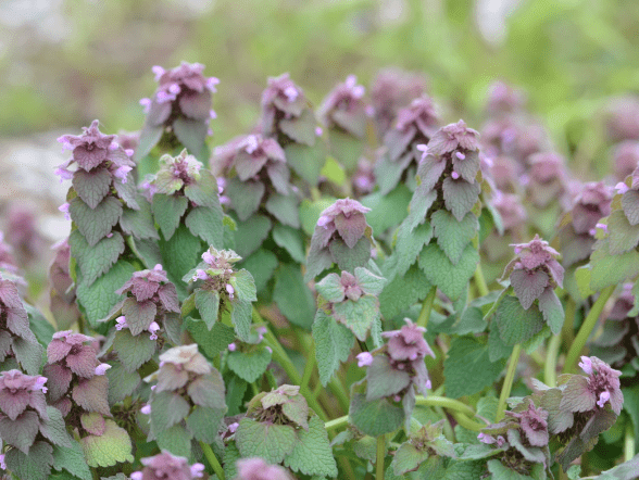 Purple dead-nettle