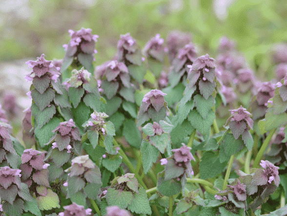 Purple dead-nettle