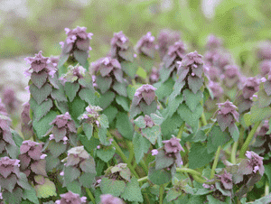 Purple dead-nettle(Lamium purpureum)