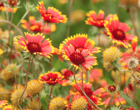 Indian blanket