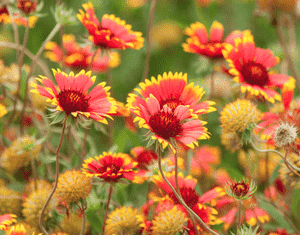 Indian blanket(Gaillardia pulchella)