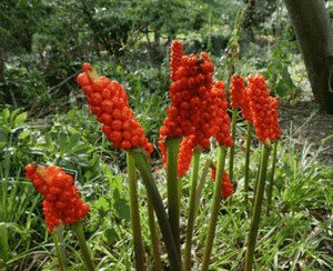 Cuckoo pint(Arum maculatum)