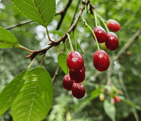 Tibetan cherry