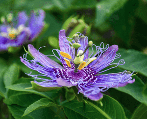 Maypop(Passiflora incarnata)
