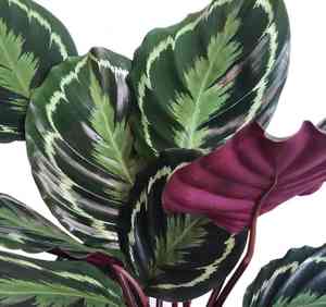 Rose-Painted Calathea(Goeppertia roseopicta)
