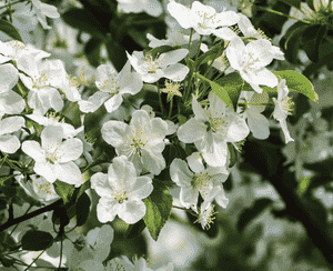 Chinese Crab Apple(Malus hupehensis)