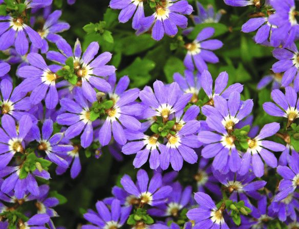 Fairy fan-flower