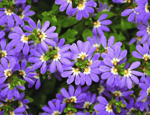Fairy fan-flower(Scaevola aemula)