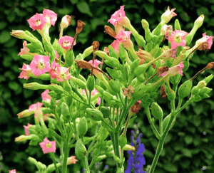Tobacco(Nicotiana tabacum)