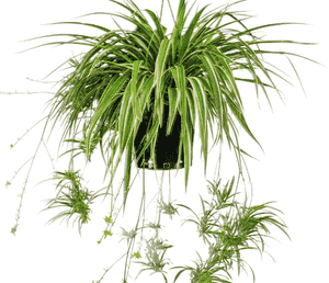 Spider plant(Chlorophytum comosum)