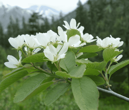 Western serviceberry