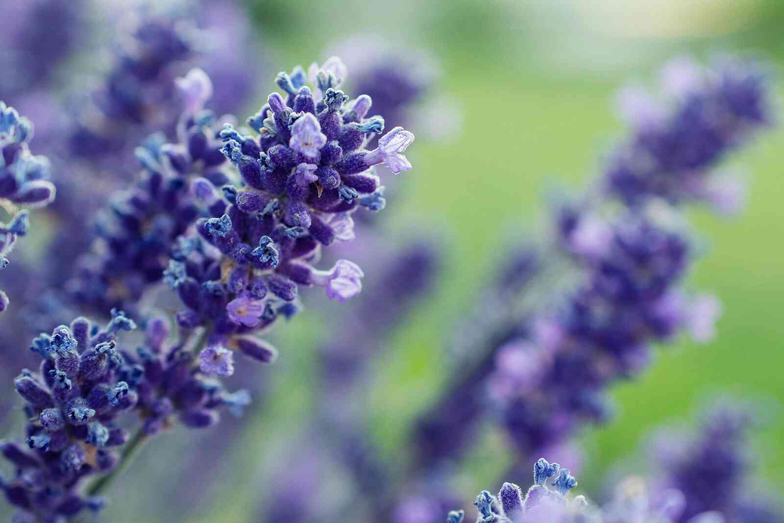 Topped lavender(Lavandula stoechas)