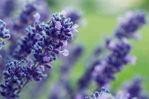 Topped lavender(Lavandula stoechas)