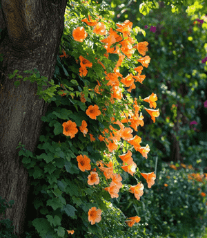 Trumpet creeper(Campsis radicans)
