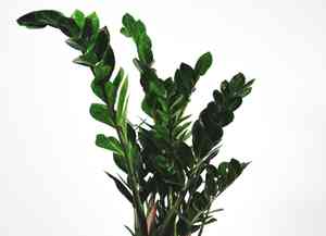 Zanzibar gem(Zamioculcas zamiifolia)