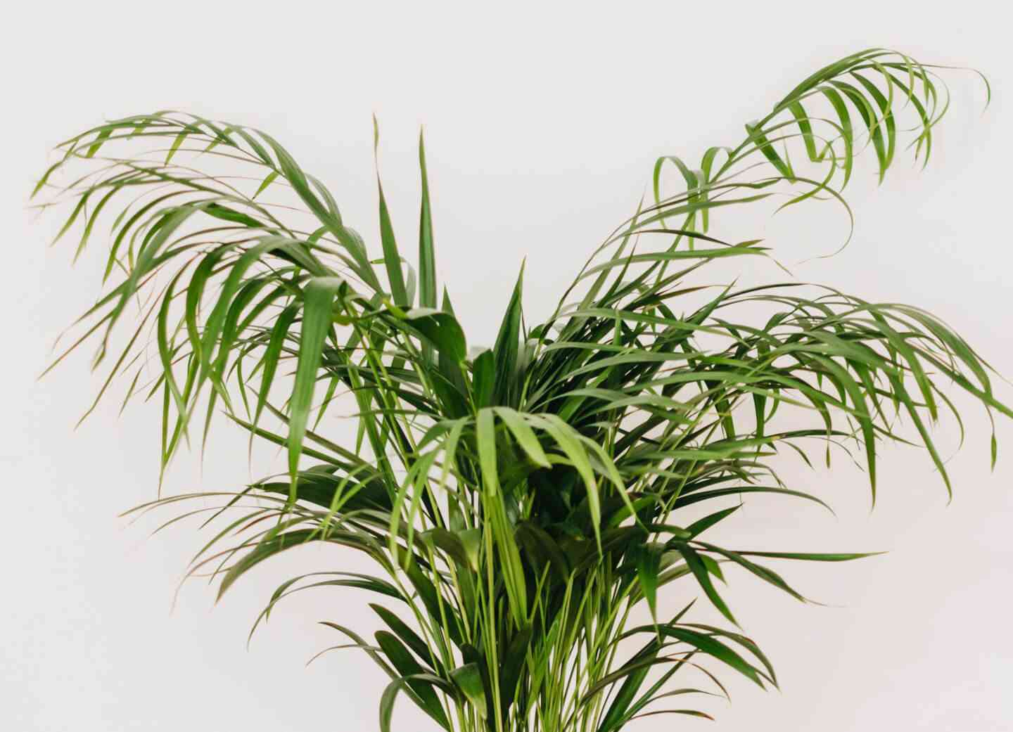 Parlor palm(Chamaedorea elegans)