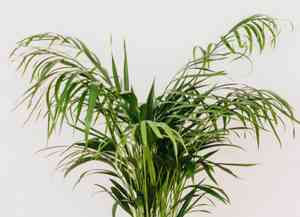 Parlor palm(Chamaedorea elegans)