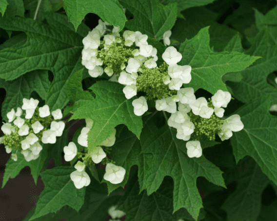 Oakleaf hydrangea