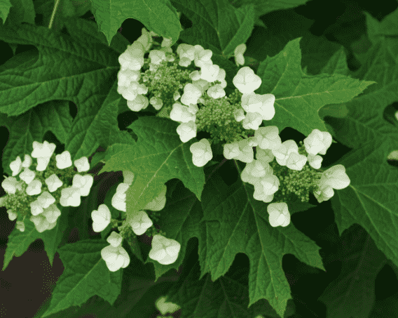 Oakleaf hydrangea