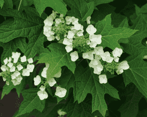 Oakleaf hydrangea(Hydrangea quercifolia)
