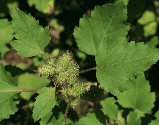 Xanthium strumarium