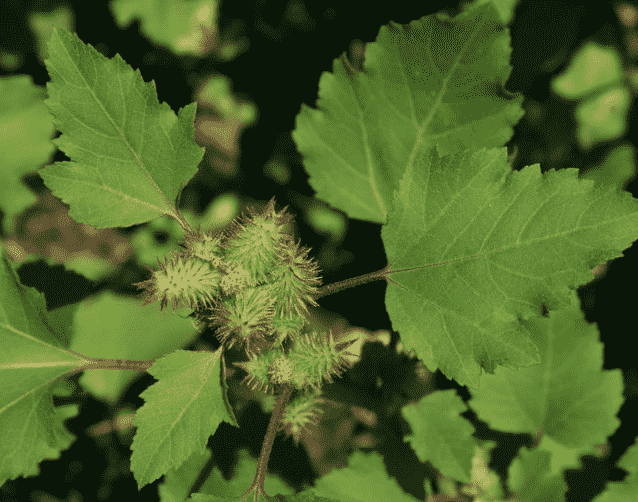 Xanthium strumarium