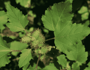 Xanthium strumarium(Xanthium strumarium)