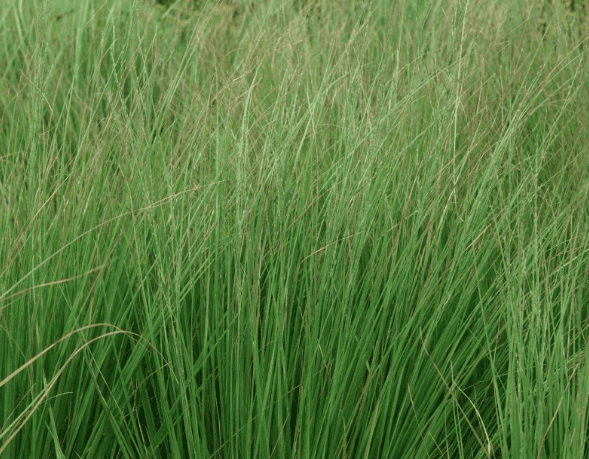 Purple moorgrass