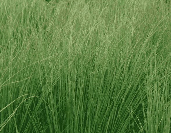Purple moorgrass