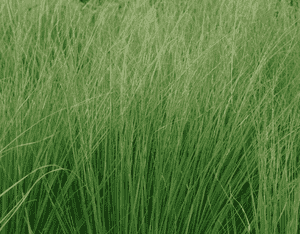 Purple moorgrass(Molinia caerulea)