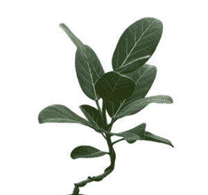 Banyan tree(Ficus benghalensis)