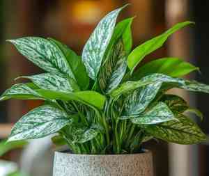 Chinese evergreen(Aglaonema commutatum)