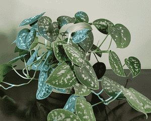 Satin pothos(Scindapsus pictus)