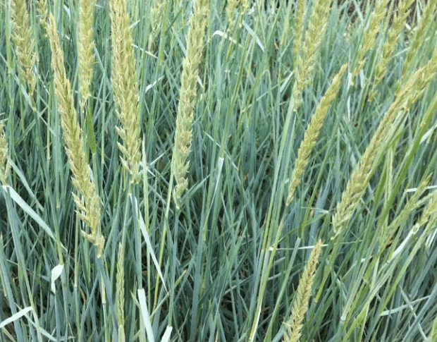 Lyme grass