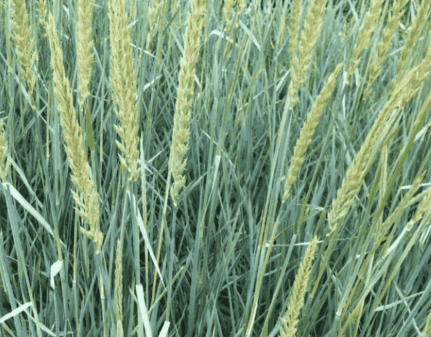 Lyme grass