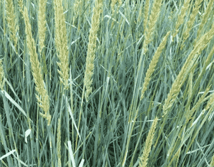 Lyme grass(Leymus arenarius)